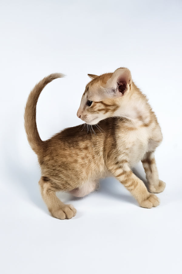 Uvar | Oriental Shorthair Kitten