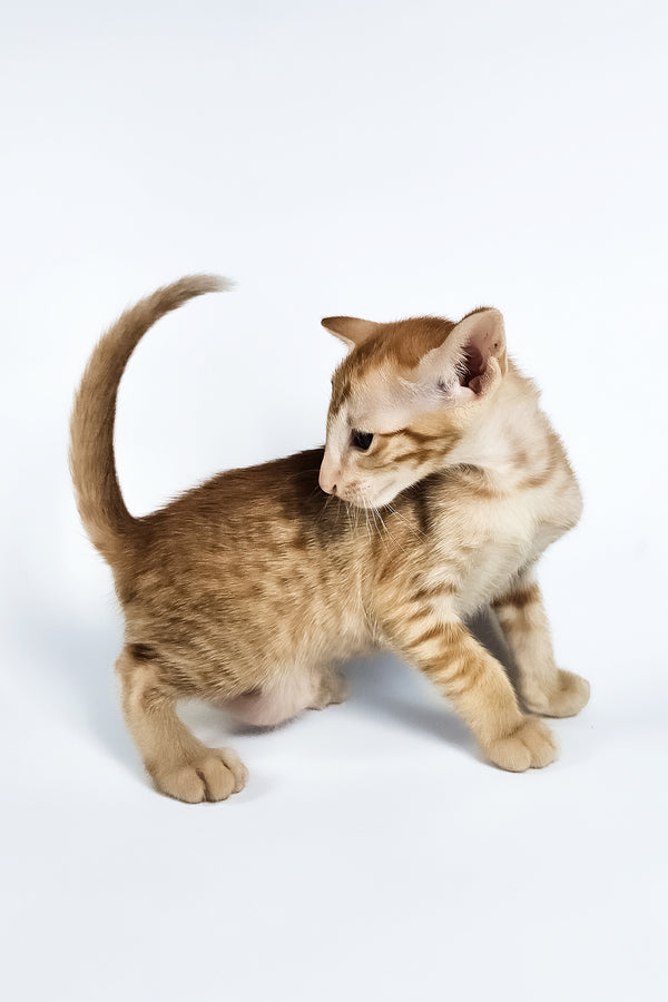 Uvar | Oriental Shorthair Kitten