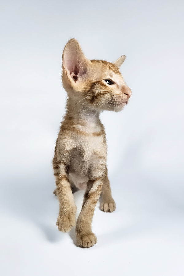 Uvar | Oriental Shorthair Kitten