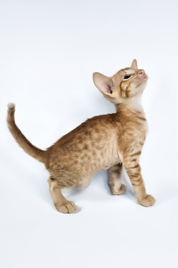 Uvar | Oriental Shorthair Kitten