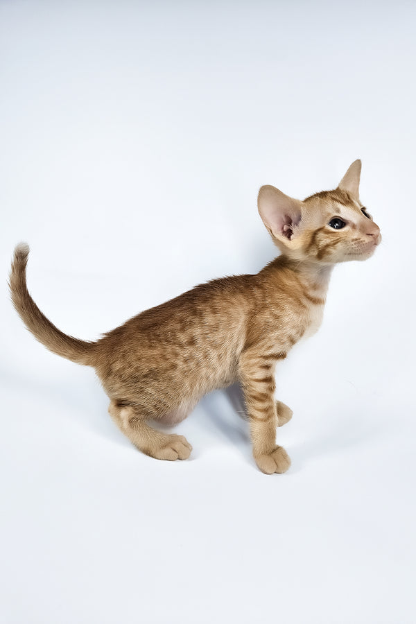 Uvar | Oriental Shorthair Kitten