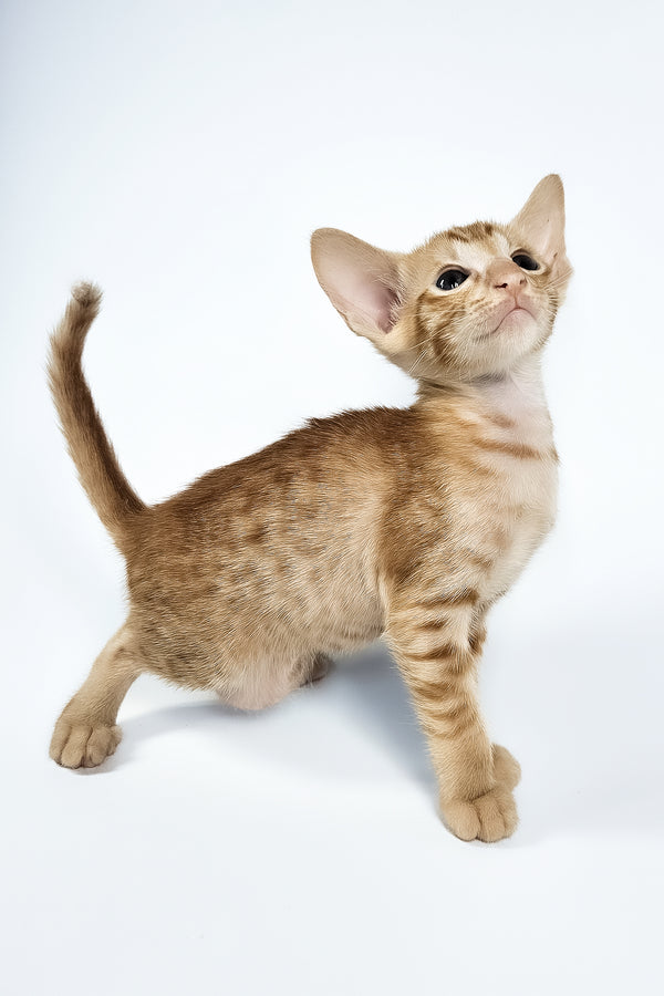 Uvar | Oriental Shorthair Kitten