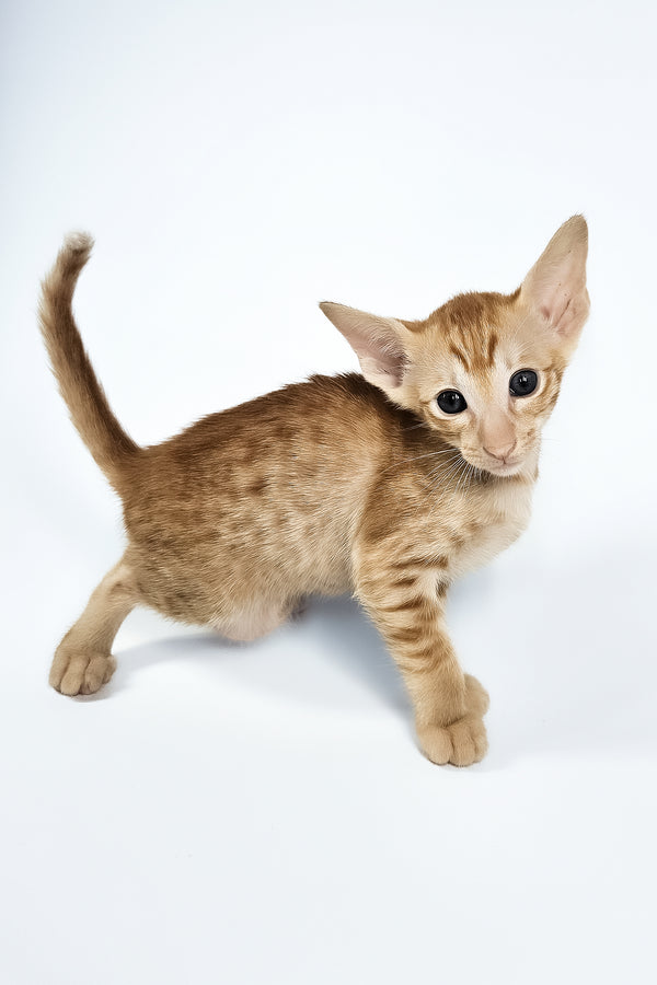 Uvar | Oriental Shorthair Kitten