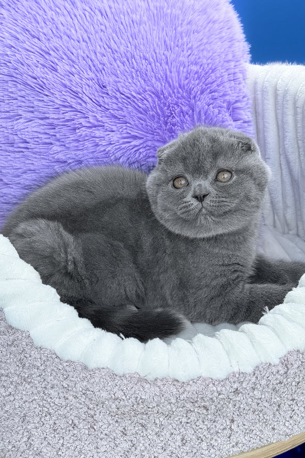 Vegas | Scottish Fold Kitten