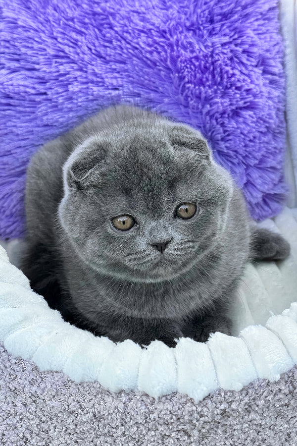 Vegas | Scottish Fold Kitten