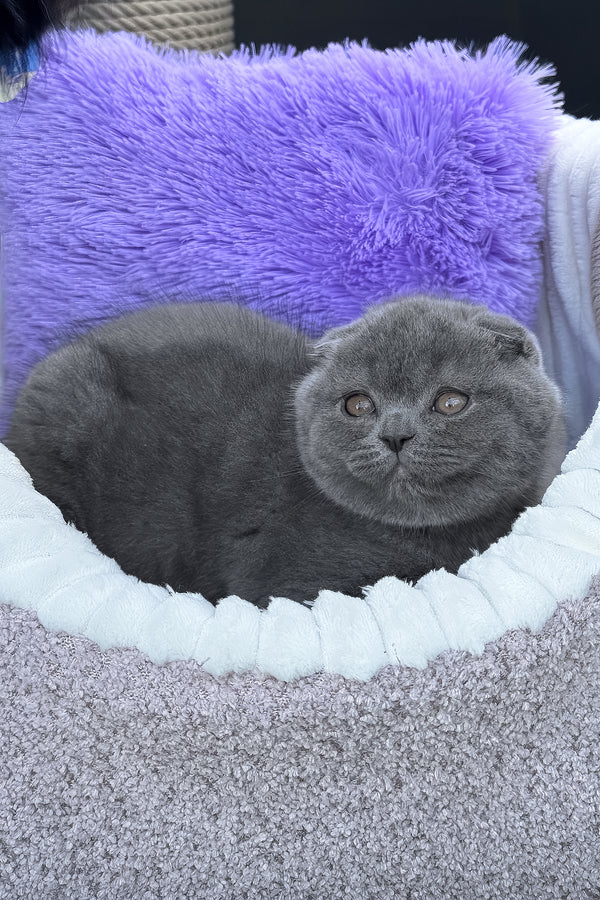 Vegas | Scottish Fold Kitten
