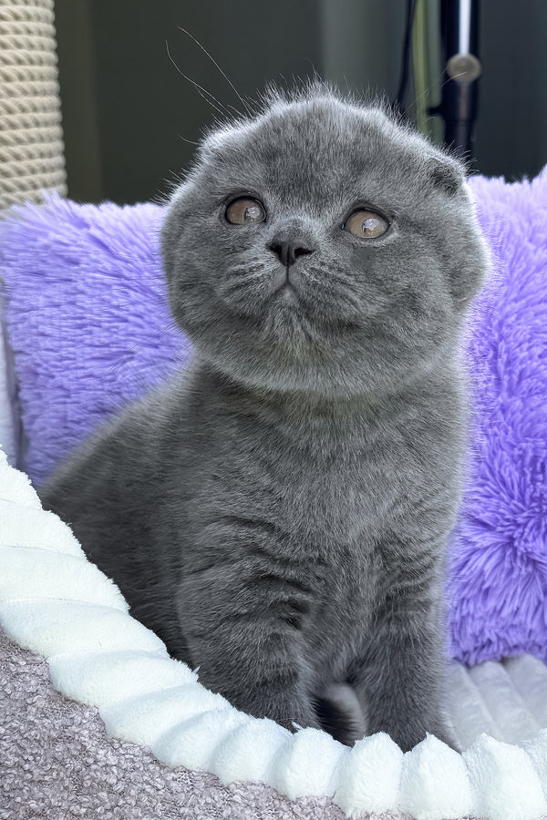 Vegas | Scottish Fold Kitten