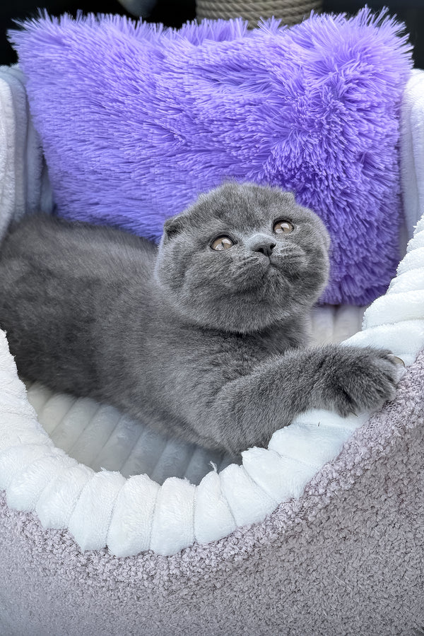 Vegas | Scottish Fold Kitten