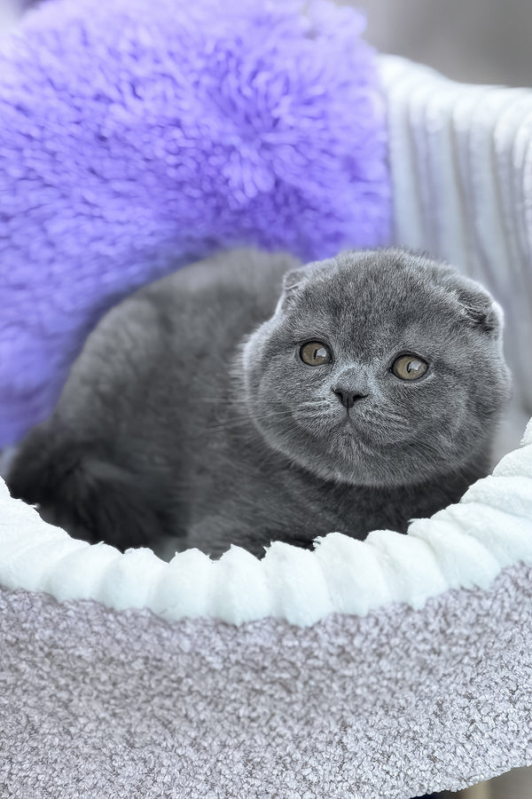 Vegas | Scottish Fold Kitten