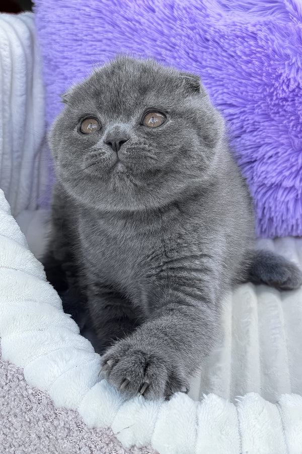 Vegas | Scottish Fold Kitten