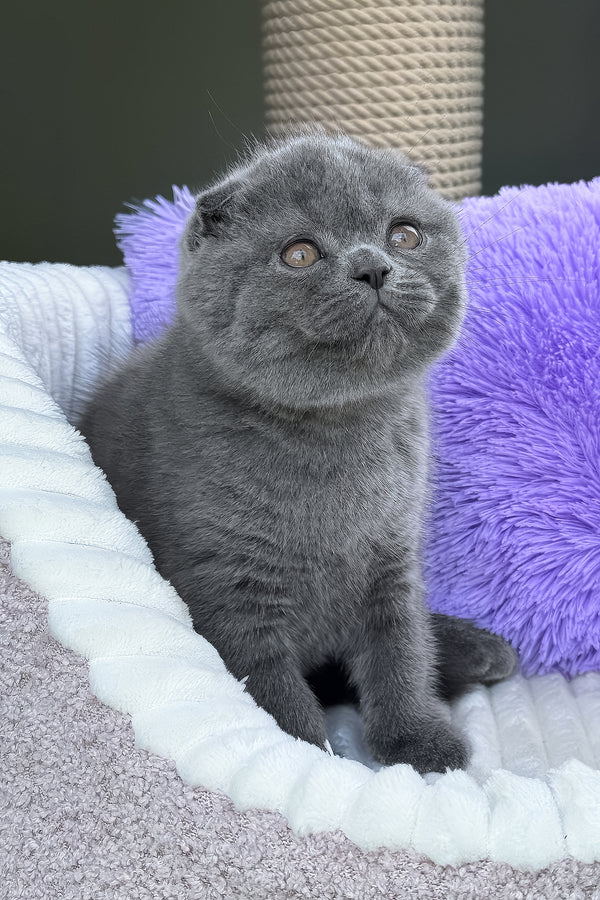 Vegas | Scottish Fold Kitten