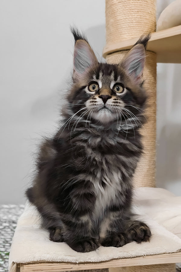 Vuitton | Maine Coon Kitten
