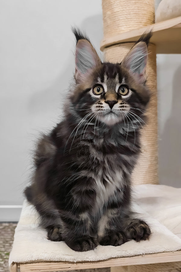 Vuitton | Maine Coon Kitten