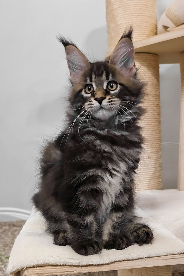 Vuitton | Maine Coon Kitten