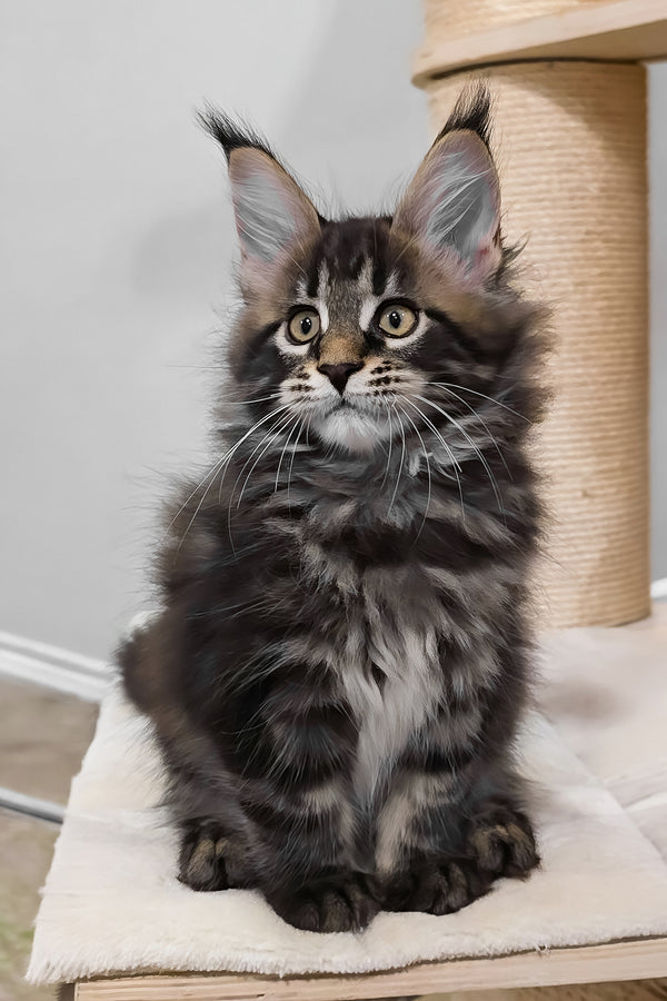 Vuitton | Maine Coon Kitten
