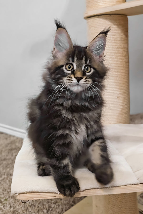 Vuitton | Maine Coon Kitten
