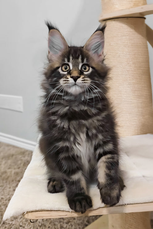 Vuitton | Maine Coon Kitten