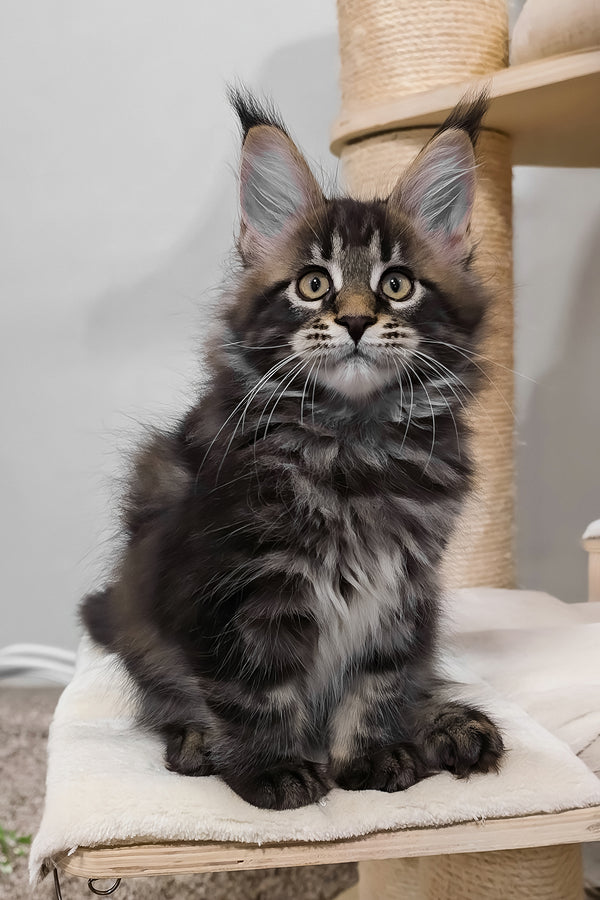 Vuitton | Maine Coon Kitten