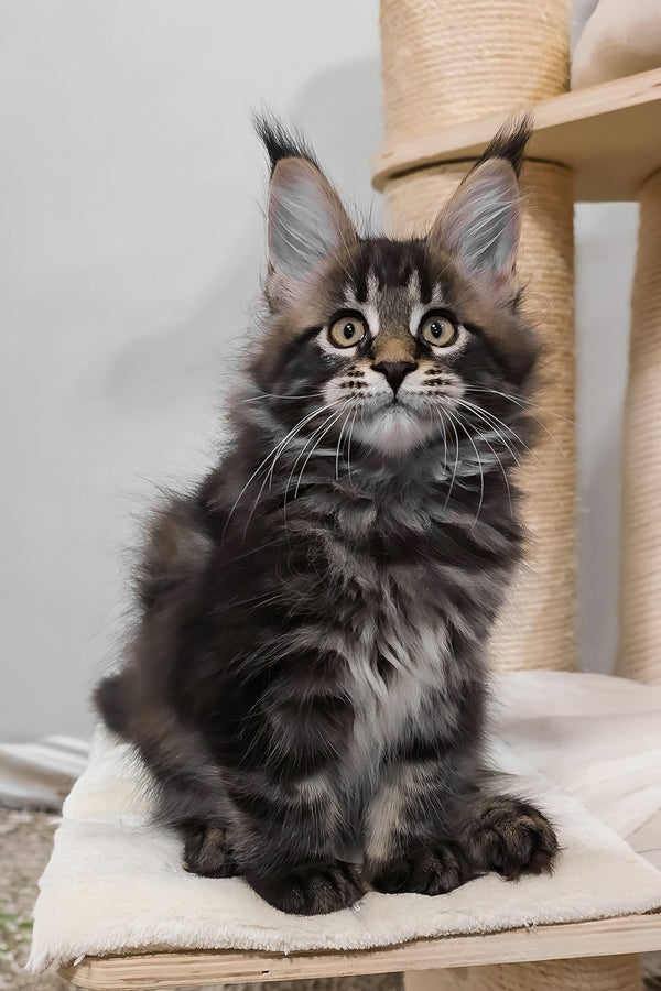 Vuitton | Maine Coon Kitten