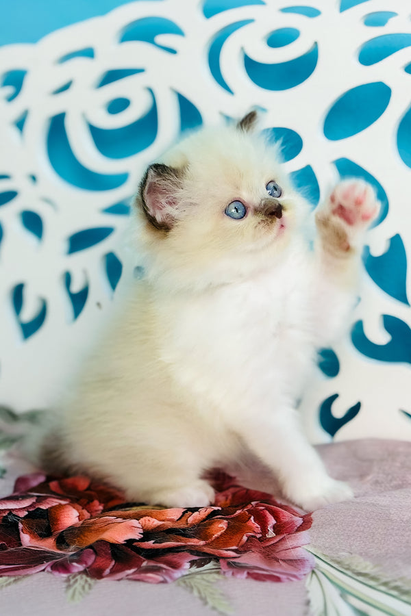 Xenia | Scottish Straight Longhair Kitten