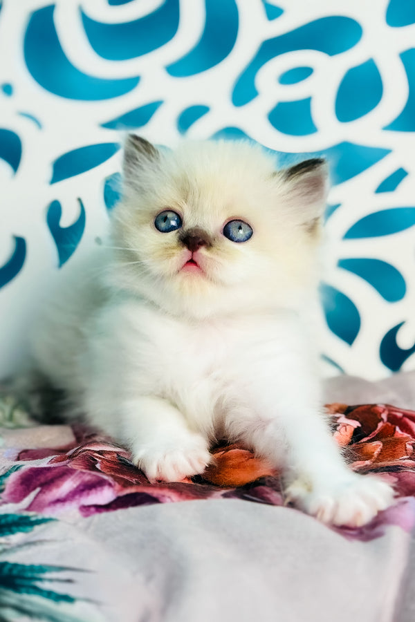 Xenia | Scottish Straight Longhair Kitten