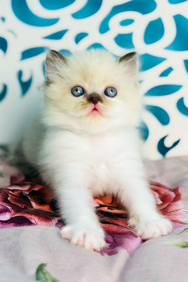 Xenia | Scottish Straight Longhair Kitten