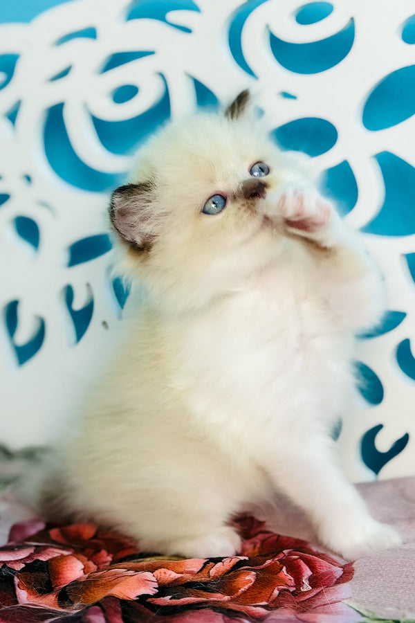 Xenia | Scottish Straight Longhair Kitten