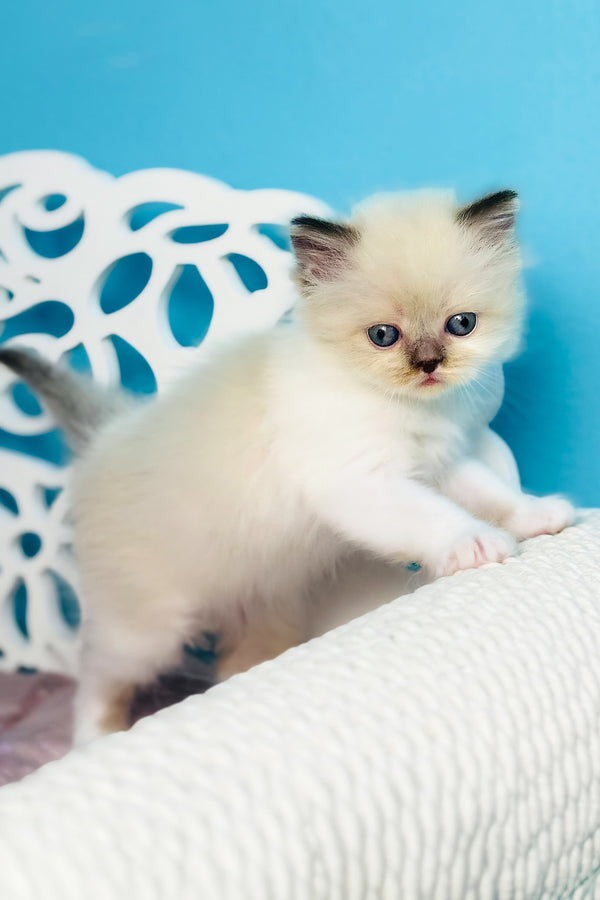 Xenia | Scottish Straight Longhair Kitten