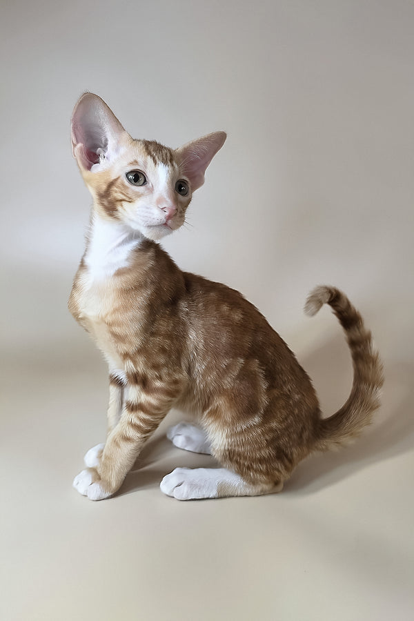 Xylan | Oriental Shorthair Kitten