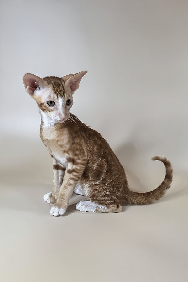 Xylan | Oriental Shorthair Kitten