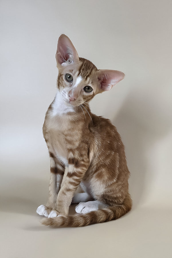 Xylan | Oriental Shorthair Kitten