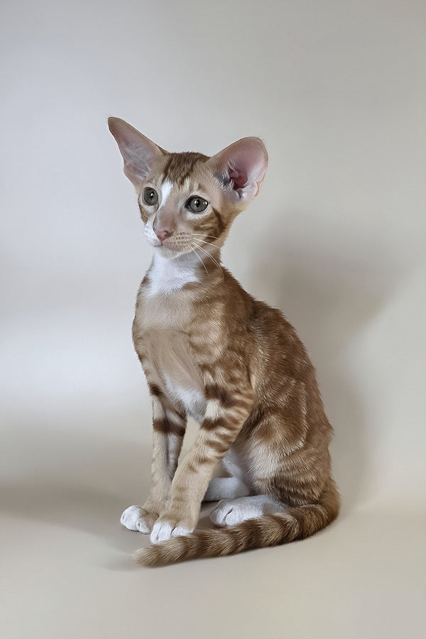Xylan | Oriental Shorthair Kitten