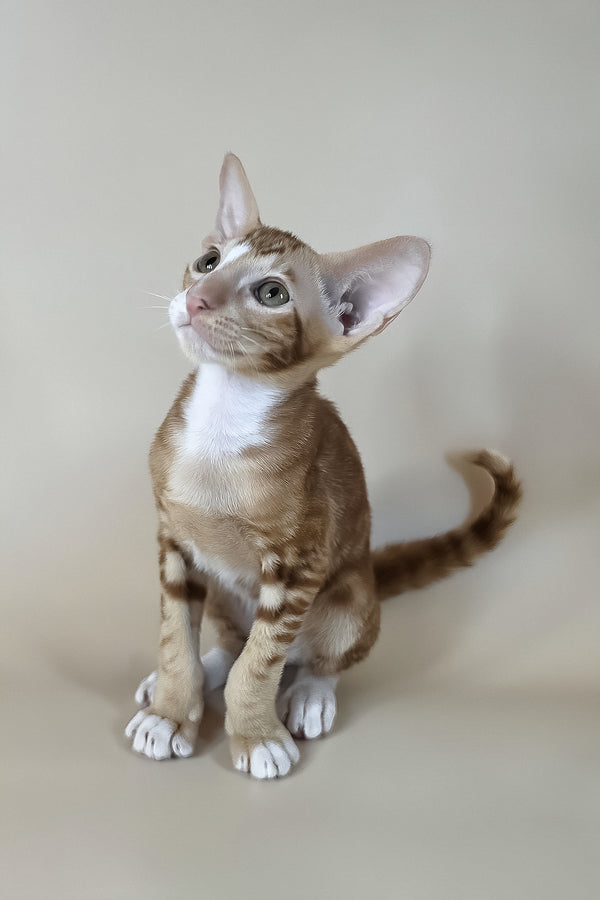 Xylan | Oriental Shorthair Kitten