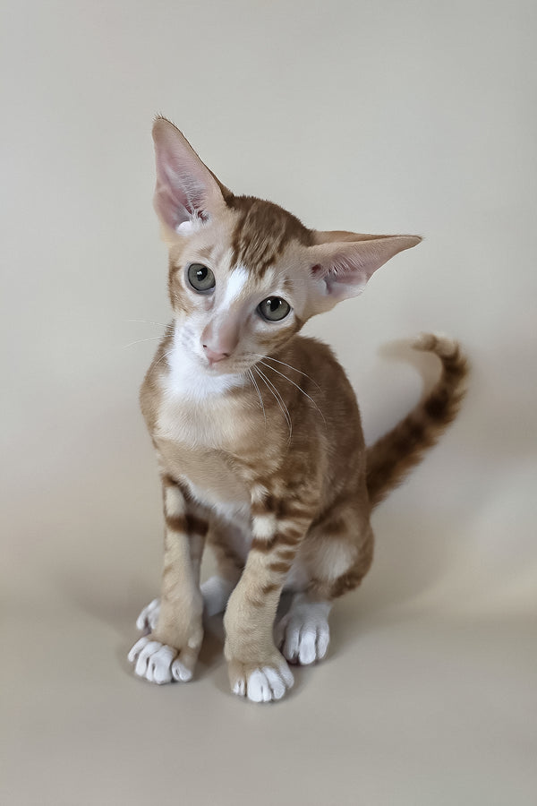 Xylan | Oriental Shorthair Kitten