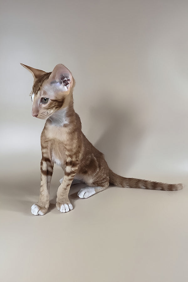 Xylan | Oriental Shorthair Kitten