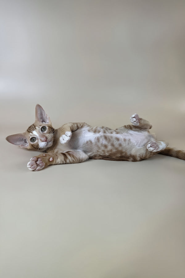 Xylan | Oriental Shorthair Kitten