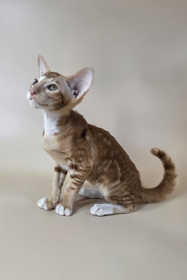 Xylan | Oriental Shorthair Kitten