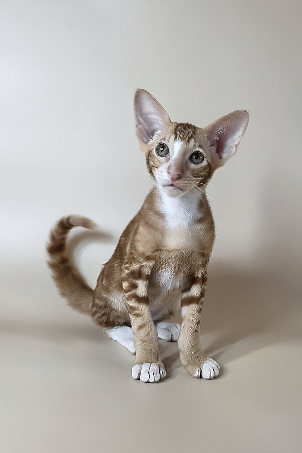 Xylan | Oriental Shorthair Kitten