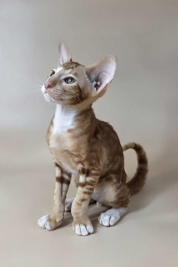 Xylan | Oriental Shorthair Kitten