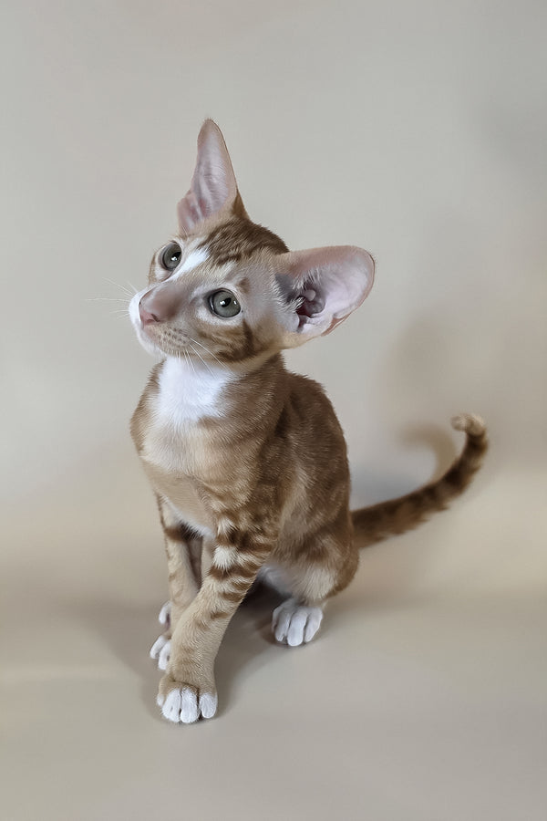 Xylan | Oriental Shorthair Kitten
