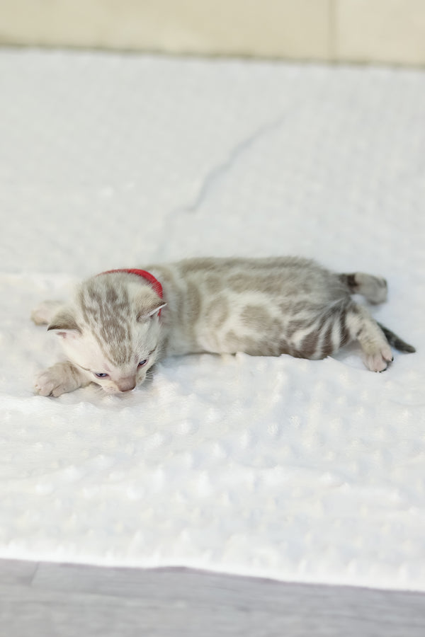 Yanis | Bengal Kitten
