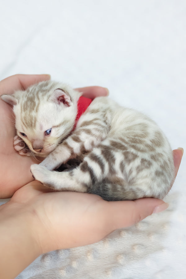 Yanis | Bengal Kitten