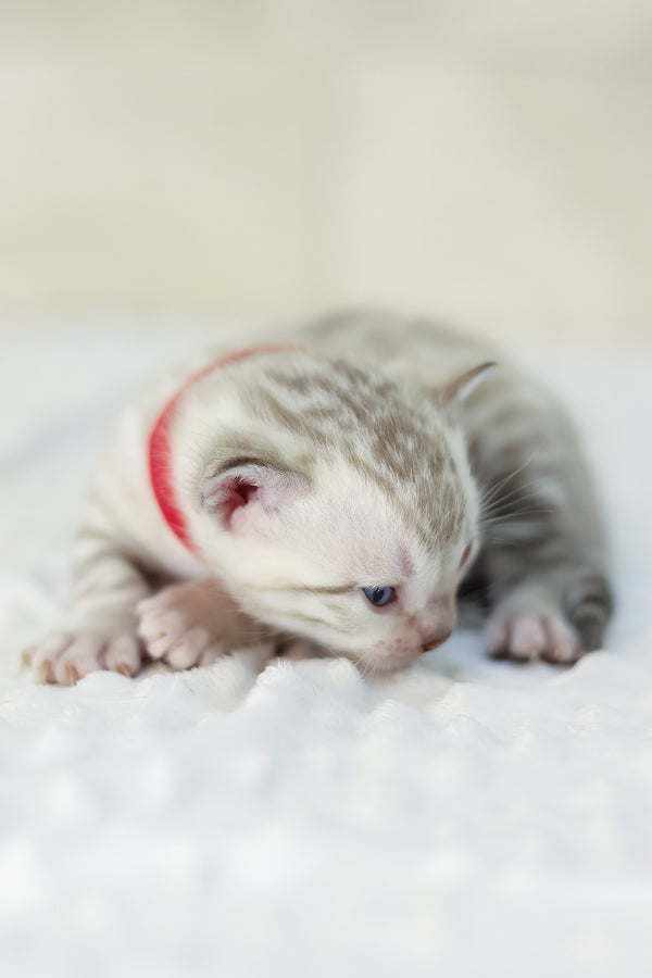 Yanis | Bengal Kitten