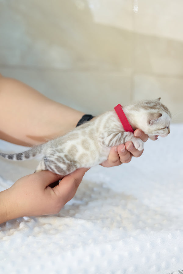 Yanis | Bengal Kitten
