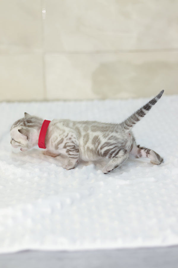 Yanis | Bengal Kitten