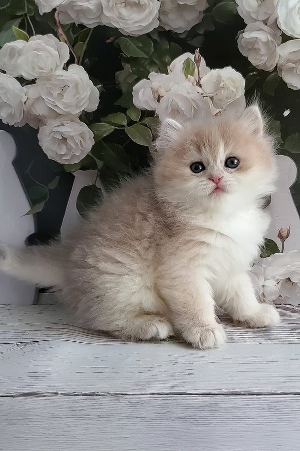 Zara | British Longhair Kitten