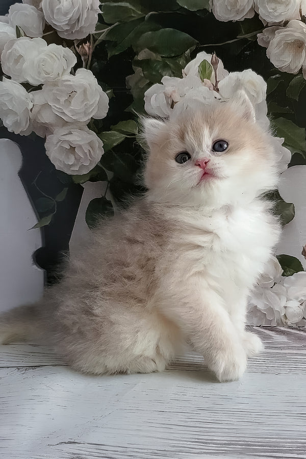 Zara | British Longhair Kitten