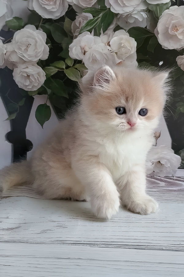 Zara | British Longhair Kitten