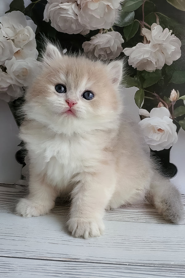 Zara | British Longhair Kitten