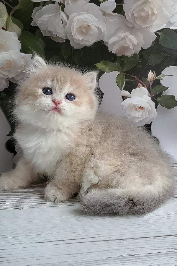 Zara | British Longhair Kitten